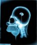 Nervous Systems