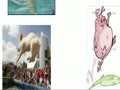 Acciones de los animales