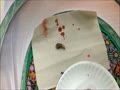 A Painted Lady Butterfly Emerges from a Chrysalis Video