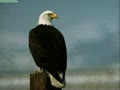 Aguilas