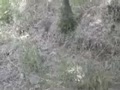 Site Video 2