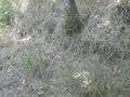 Site Video 3