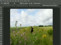 Photoshop Basic Crop