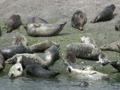 Northern Fur Seal Curriculum Activity 1.4: "Walk and Swim Like a Pinniped"