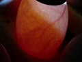 Candling