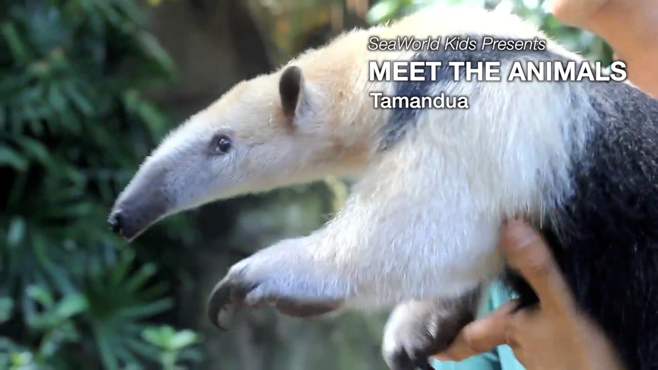 Redtube animals Redtube animals