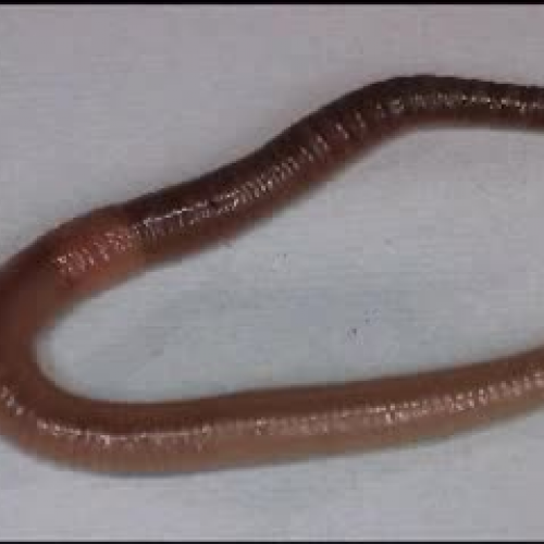 movement of earthworm against soil surface is