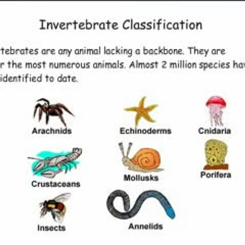 List 104+ Pictures Examples Of Invertebrates Animals With Pictures