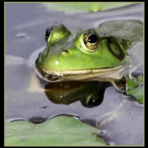 Life Cycle of a Frog