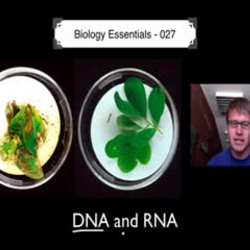 DNA and RNA Part 1 Bozeman Biology