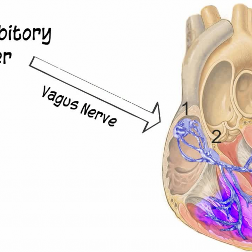 Cardiovascular System Cardiac Control Center
