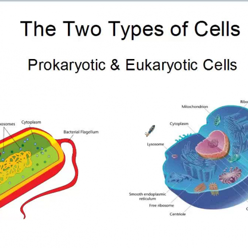 the-two-types-of-cells