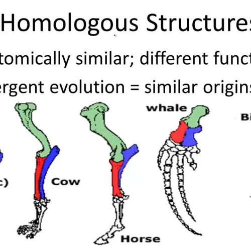 homologous structures download free
