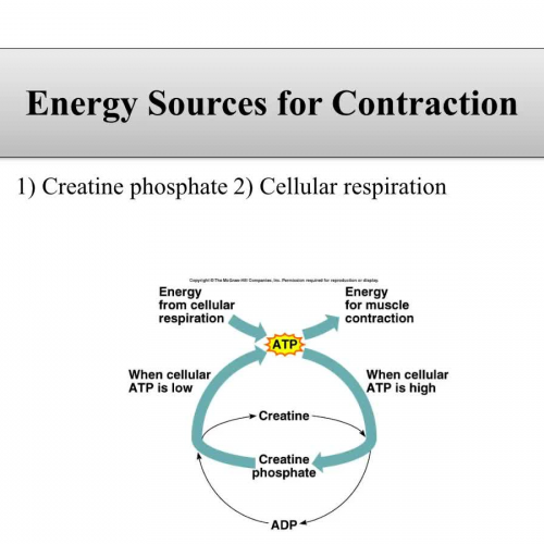 energy-for-muscle-contraction