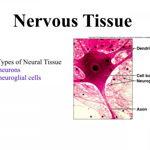 neural-tissue