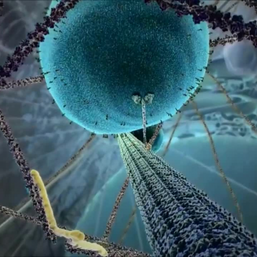 Motor Protein on a Microtubule