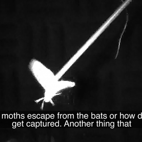 Exploring BatMoth Interactions