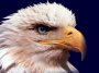 bmseagles