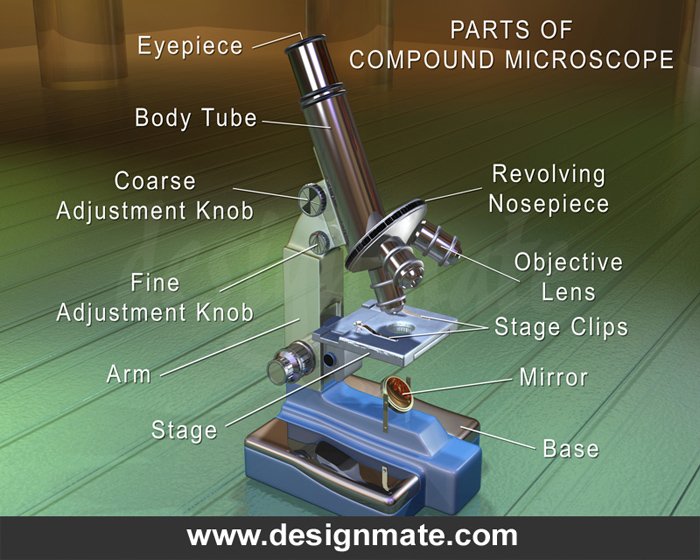 components of compound microscope