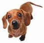 Sausagedogs