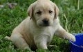 Cute Dog Cute Dog