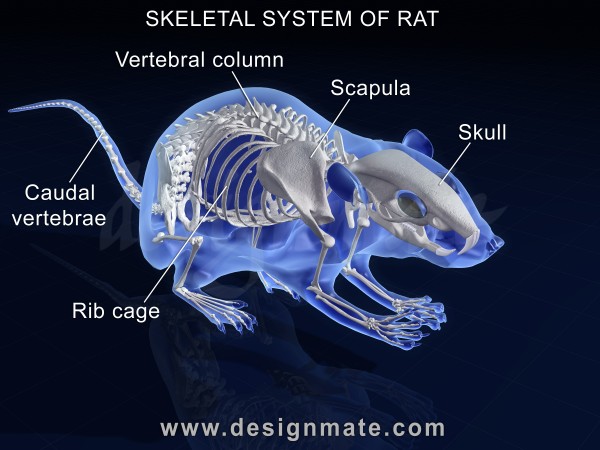 Skeletal System of a Rat - TeacherTube