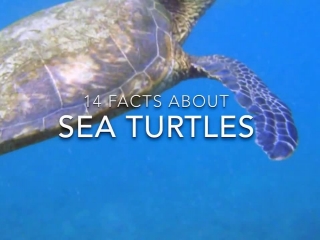 14 Amazing Facts about Sea Turtles