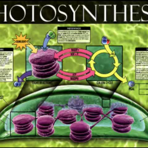 Photosynthesis - TeacherTube