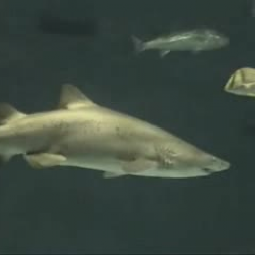 Shark and Jellyfish.