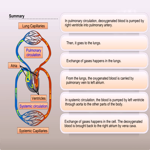 Systemic Circulation Systemic Circulation