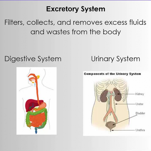 Digestive and urinary systems