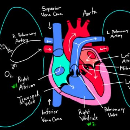 Flow through the Heart (Khan Academy)