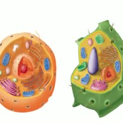 parts of the cell rap