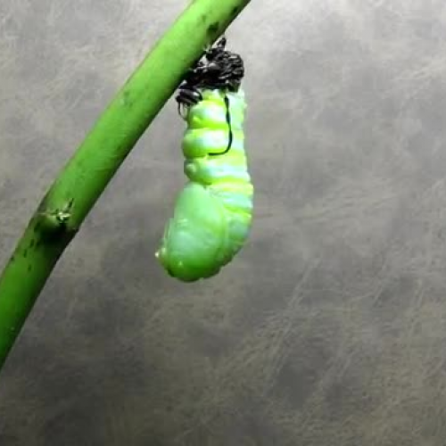 Monarch Butterfly Metamorphosis - TeacherTube