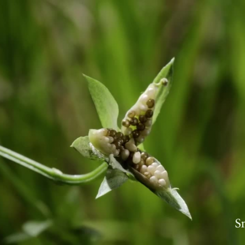 Seed Dispersal by 