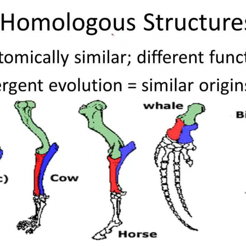 ppt-homologous-structures-powerpoint-presentation-free-download-id