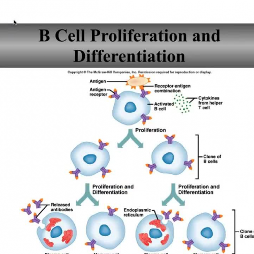 Humoral Immunity