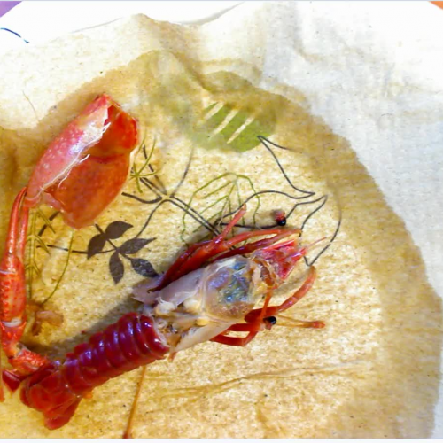 Crayfish Dissection 4- Stomach- END