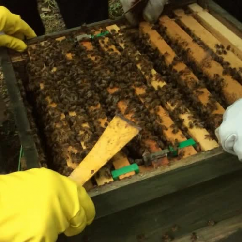 Bee Keeping Enrichment